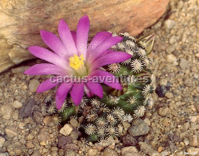 Mammillaria hernandezii J.Lode-307